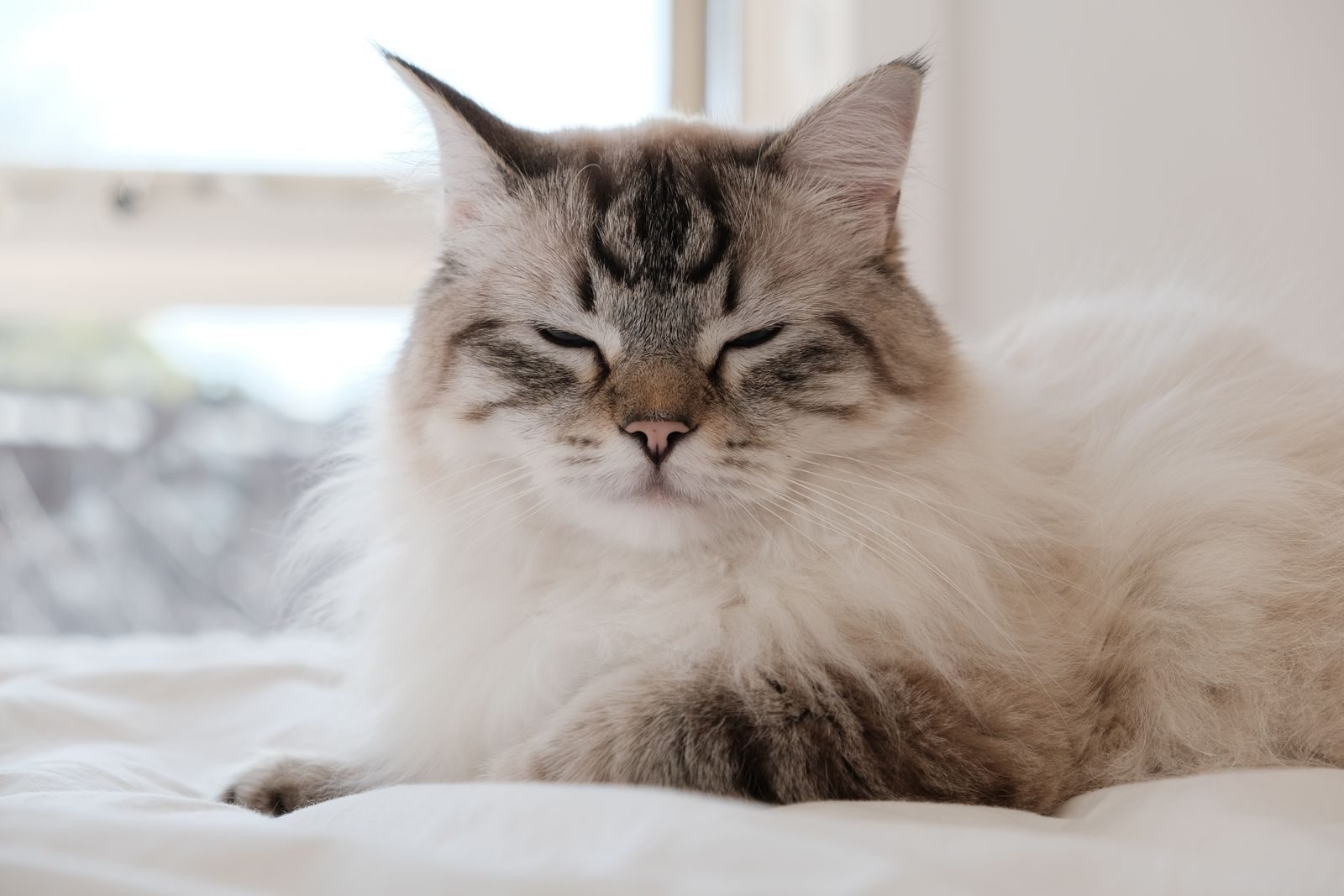 Charming Ragdoll cat peacefully resting on a bed indoors.