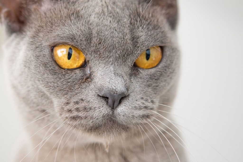 Detailed close-up of a grey cat with striking amber eyes, showcasing its whiskers.