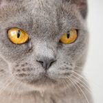 Detailed close-up of a grey cat with striking amber eyes, showcasing its whiskers.