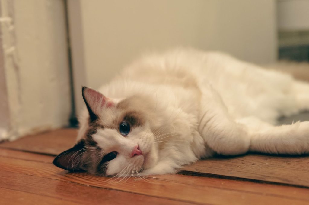 Fluffy ragdoll cat lounging comfortably on a wooden floor indoors.