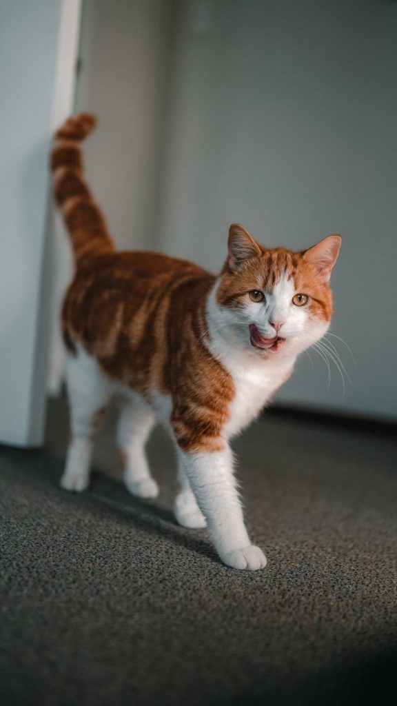 Close-up of a cute tabby cat with its tongue out, captured indoors.