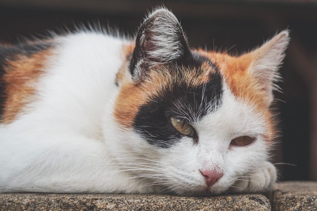 A close-up portrait of a calico cat resting, showcasing its tricolor fur and serene expression.