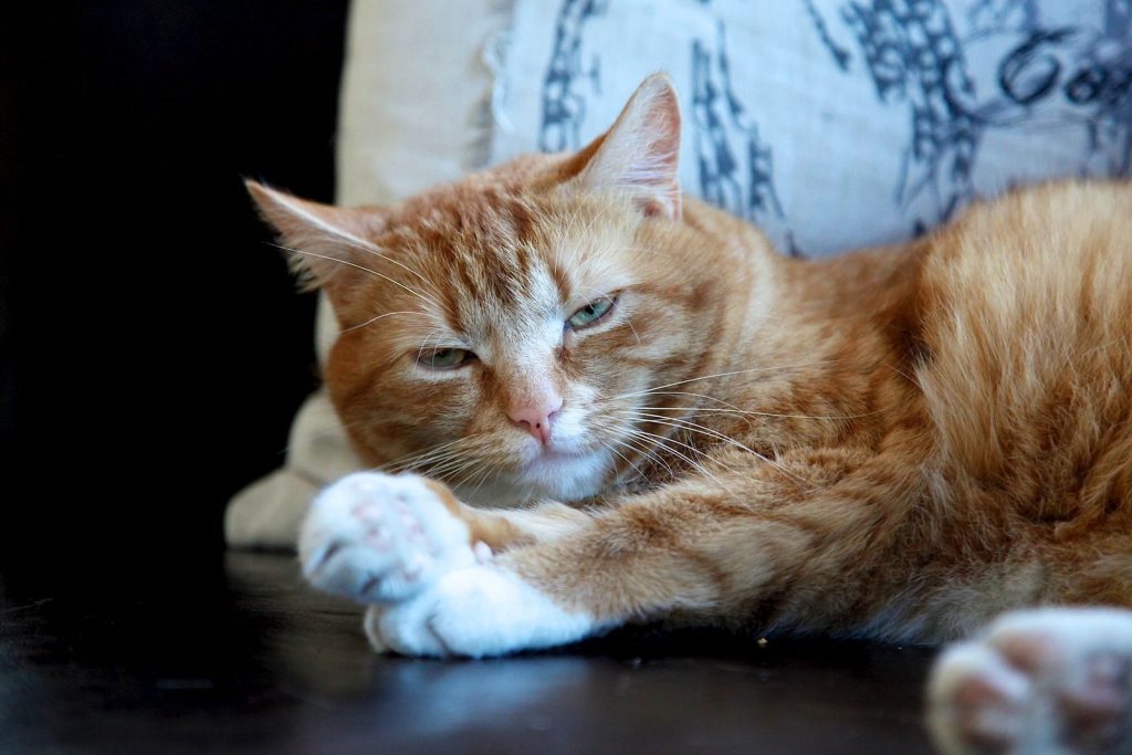 A ginger tabby cat looks relaxed while lounging comfortably on a couch indoors.
