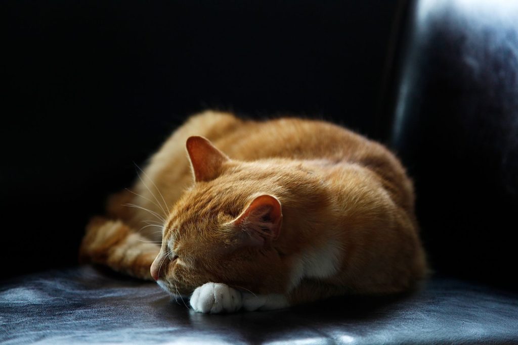 Cozy ginger cat sleeping peacefully on a dark leather couch, capturing a serene moment.