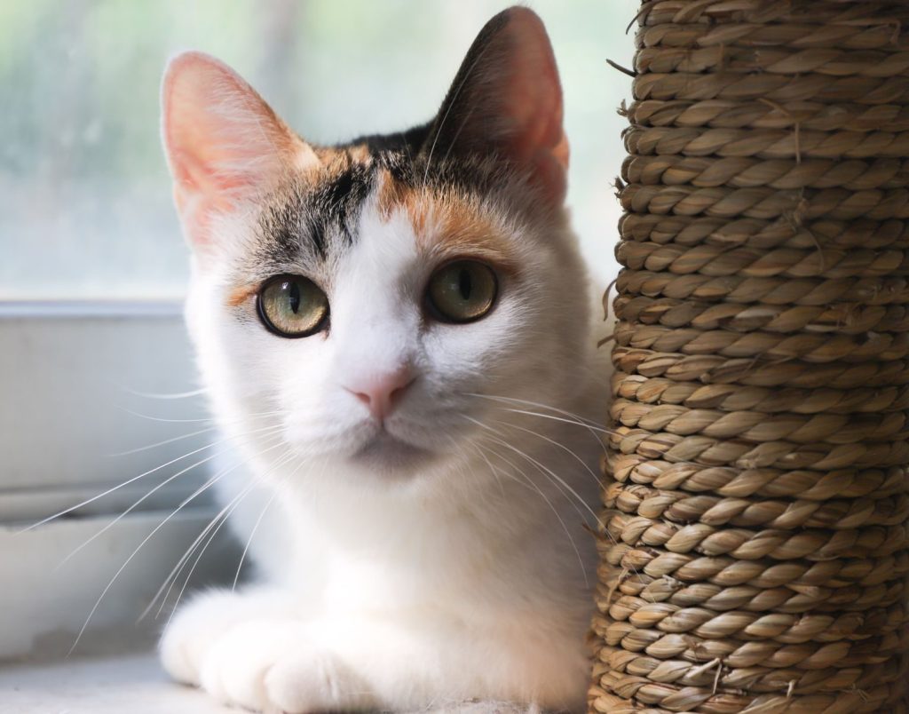 Charming portrait of a calico cat lounging by a window, bathed in soft natural light.