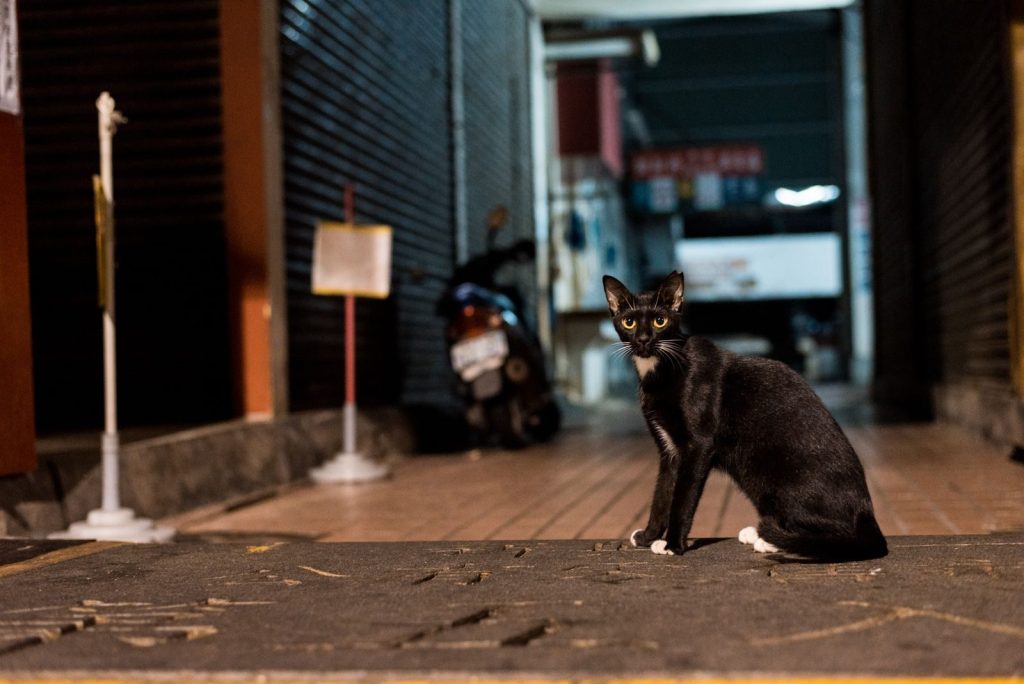 A sleek black cat with striking eyes sits in an urban alley, surrounded by dim lights at night.
