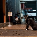 A sleek black cat with striking eyes sits in an urban alley, surrounded by dim lights at night.