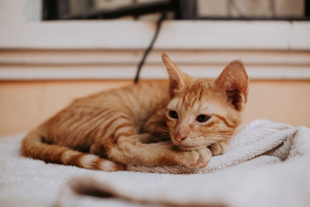 Cute ginger tabby kitten lying on a soft blanket indoors, showcasing its relaxed posture.