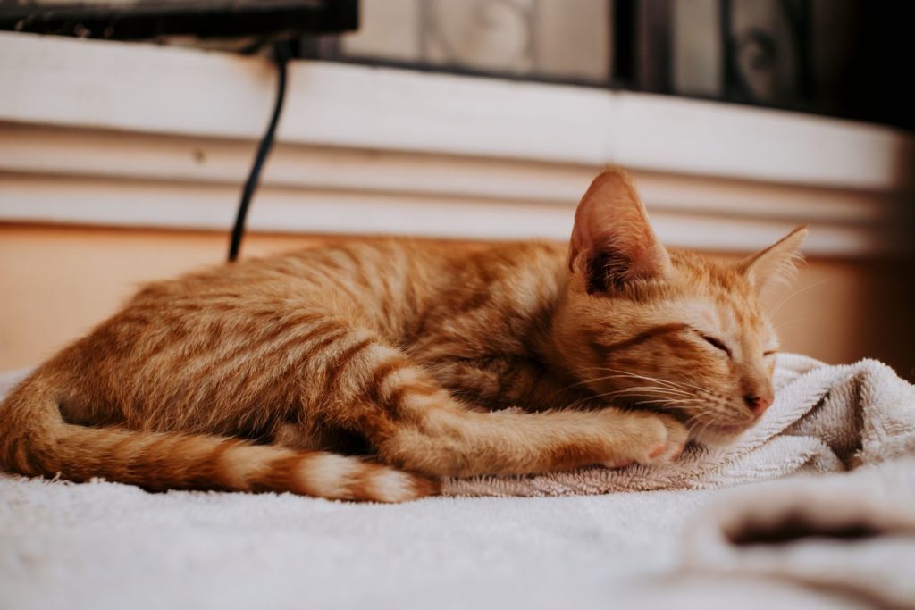 A cute ginger kitten peacefully sleeping on a soft surface indoors.