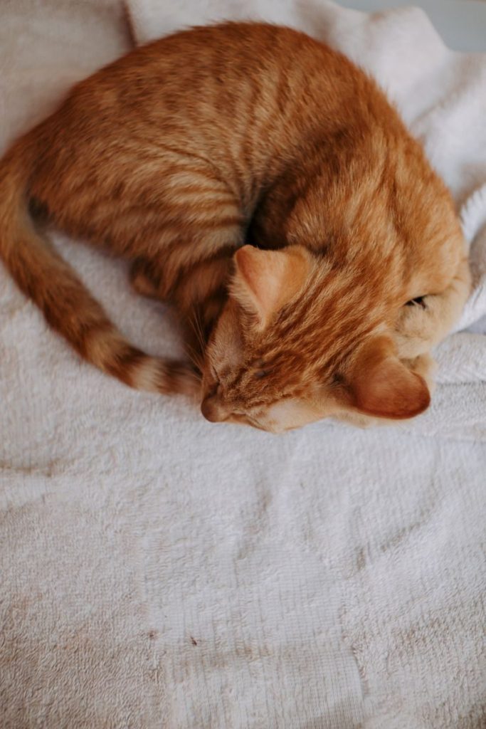 Cute ginger tabby kitten peacefully sleeping on a soft white blanket indoors.