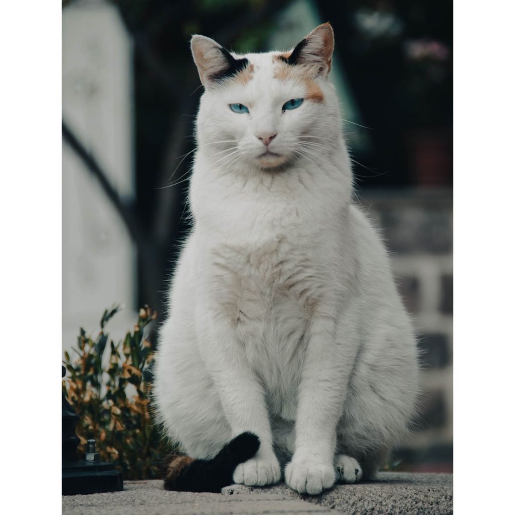 Captivating white cat with striking blue eyes sitting outdoors, perfect pet portrait.