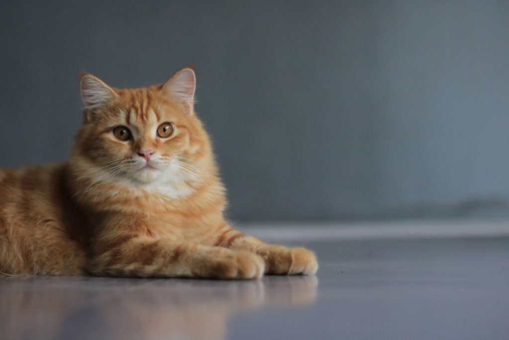 An orange tabby cat lies comfortably on a white surface with a serene expression.