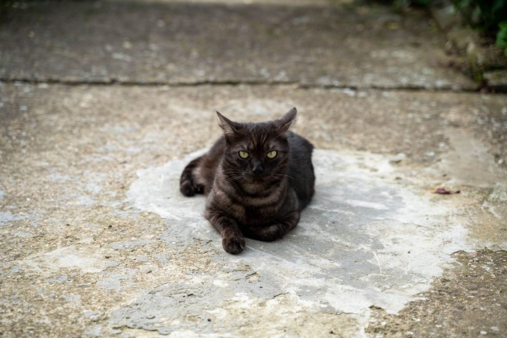 Close-up of a black cat lying down on a concrete surface, outdoors in daylight.