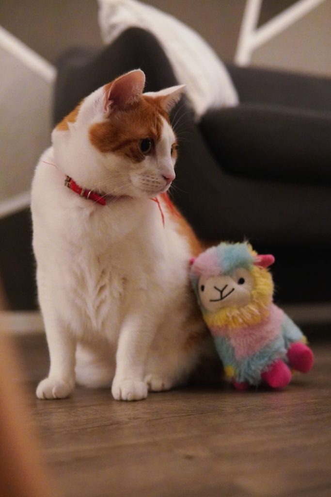 A delightful orange and white cat sitting indoors next to a rainbow toy llama. Perfect for pet lovers.
