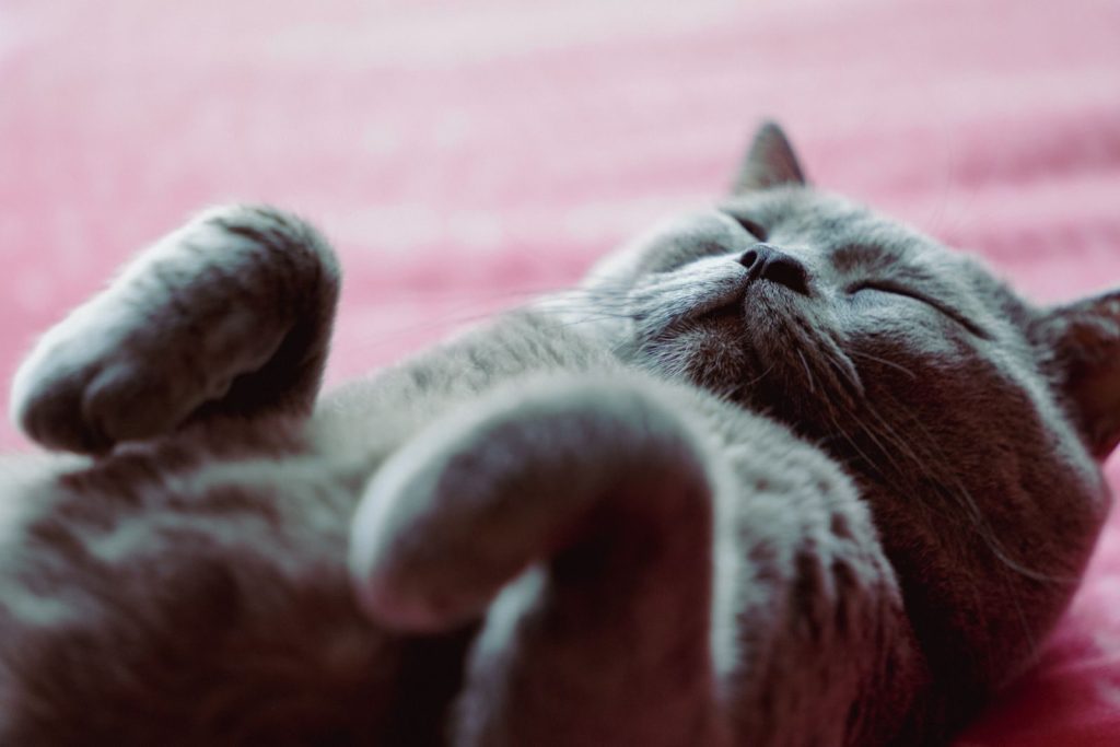 A cute British Shorthair cat lying comfortably on a pink blanket, enjoying a peaceful nap.