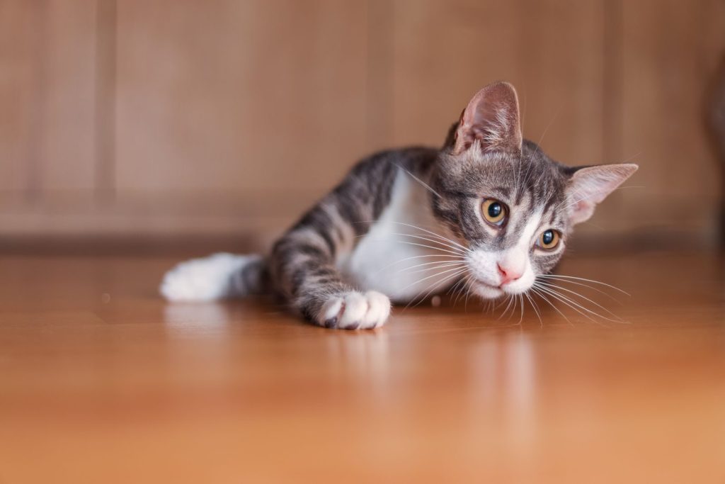 Playful tabby cat lying on a wooden floor, looking curious indoors.