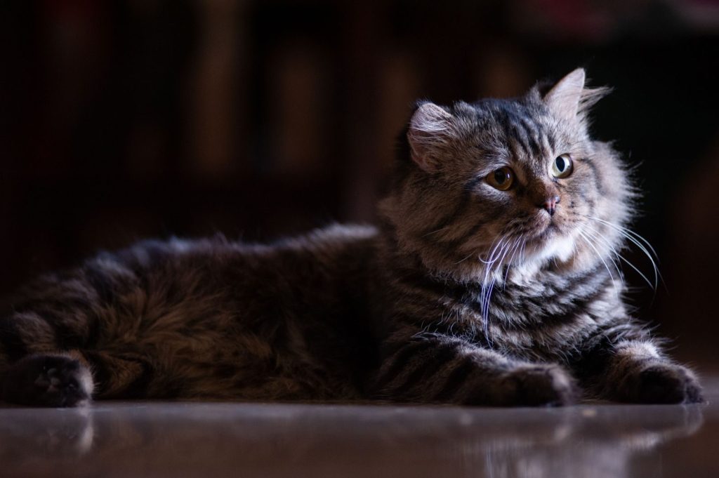A British Longhair cat lying on the floor in a dimly lit room, showcasing its fluffy fur.