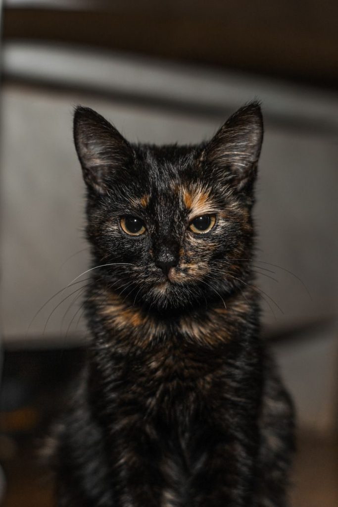Close-up of a tortoiseshell cat sitting indoors, showcasing its unique fur pattern and curious gaze.
