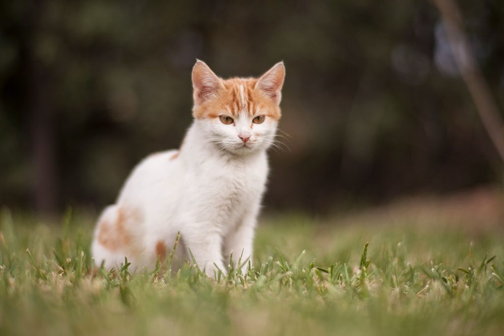 Charming young ginger and white kitten sitting in a grassy field, showing curiosity.