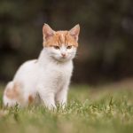 Charming young ginger and white kitten sitting in a grassy field, showing curiosity.