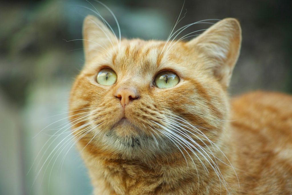 Close-up of an orange tabby cat with bright eyes and detailed fur in natural light.