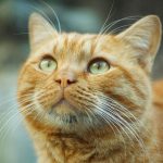 Close-up of an orange tabby cat with bright eyes and detailed fur in natural light.