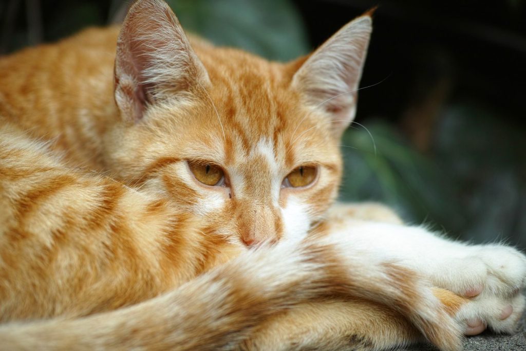 Adorable orange tabby cat resting outdoors, showcasing vibrant fur and peaceful expression.