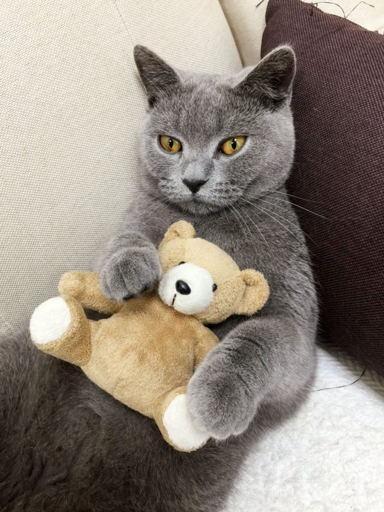 Adorable British Shorthair cat cuddling a plush teddy bear on a sofa.