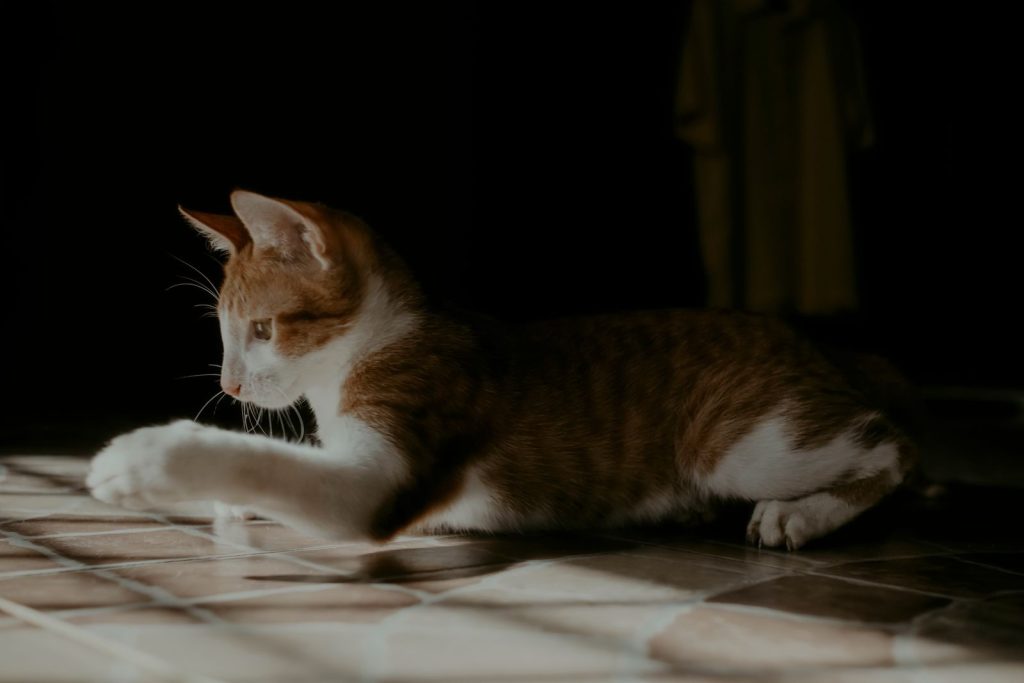 A tranquil scene of a tabby cat lounging on a sunlit floor indoors, showcasing its calm demeanor.