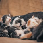 A close-up of a group of adorable newborn kittens cuddling on a blanket indoors.