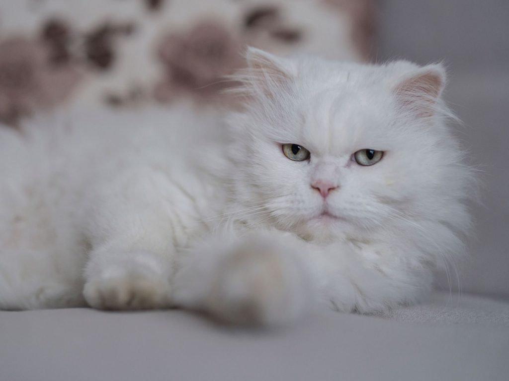 Close-up portrait of a fluffy white Persian cat lying comfortably indoors.