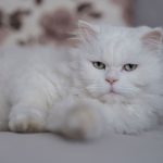 Close-up portrait of a fluffy white Persian cat lying comfortably indoors.
