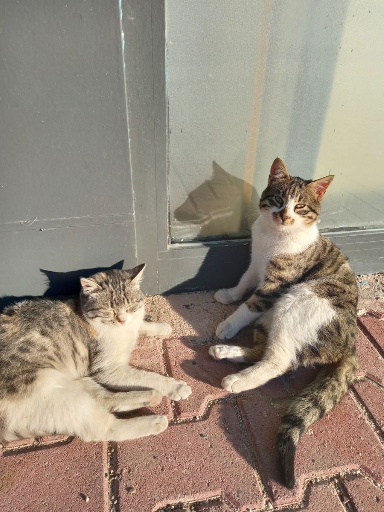Two cats basking in the sun on a brick pavement outdoors, enjoying a warm day.