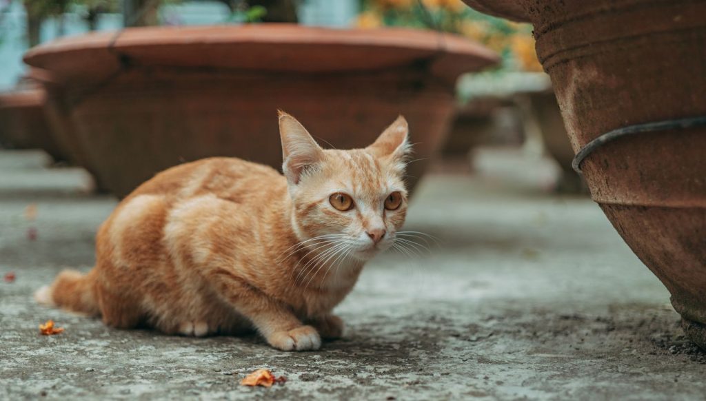 An adorable orange tabby cat crouched on the ground surrounded by terracotta pots.