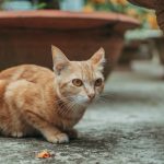 An adorable orange tabby cat crouched on the ground surrounded by terracotta pots.