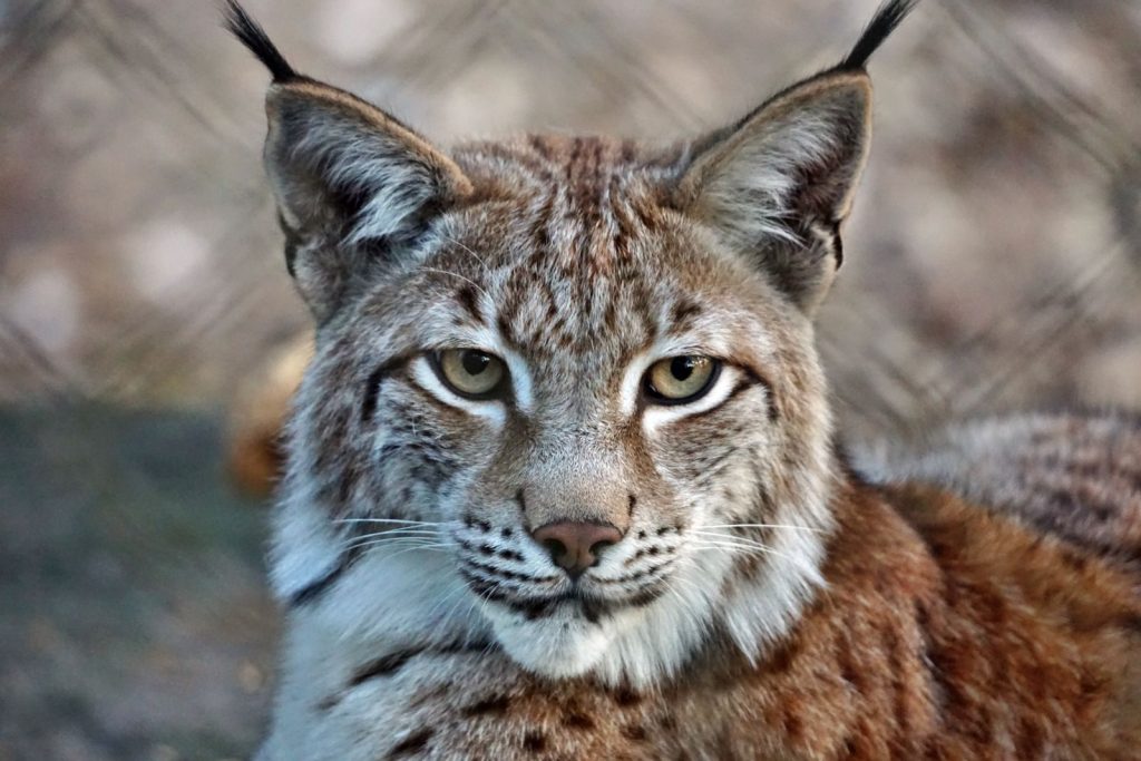 Detailed close-up shot of a lynx, showcasing its striking features in a natural setting.