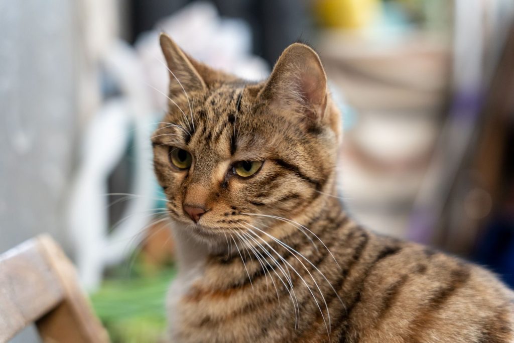 Charming tabby cat looking away, captured in a close-up portrait with soft focus background.