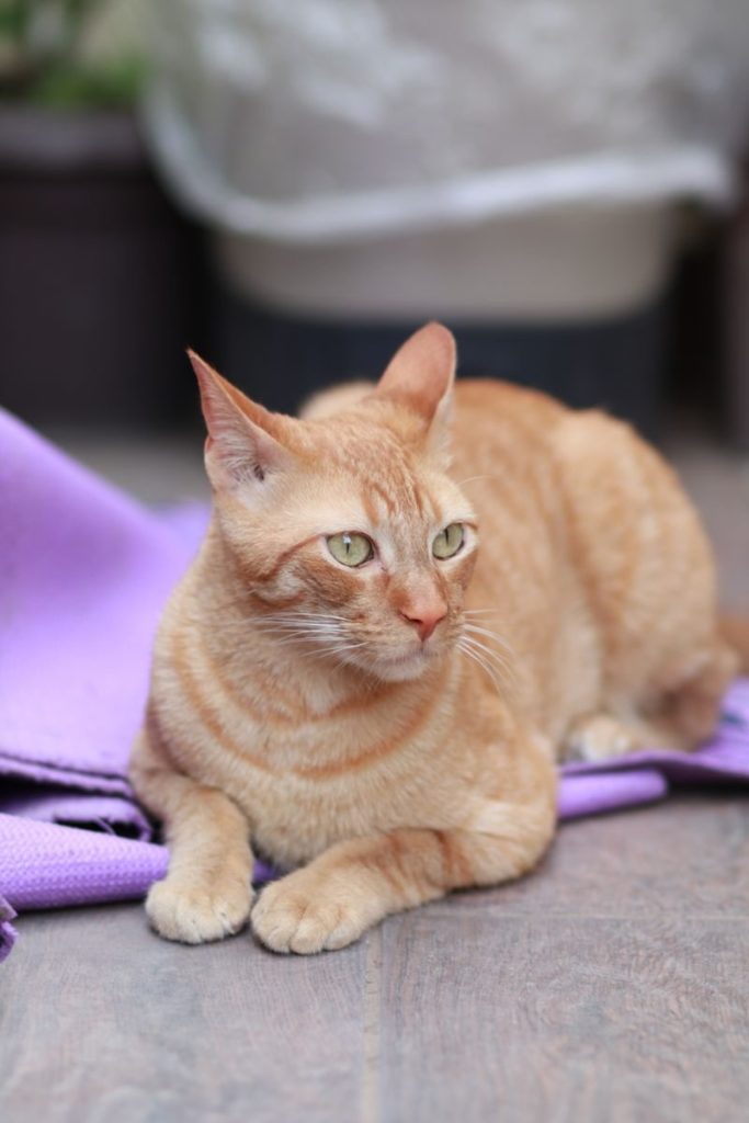 A close-up of a ginger domestic cat lying on a purple blanket indoors.