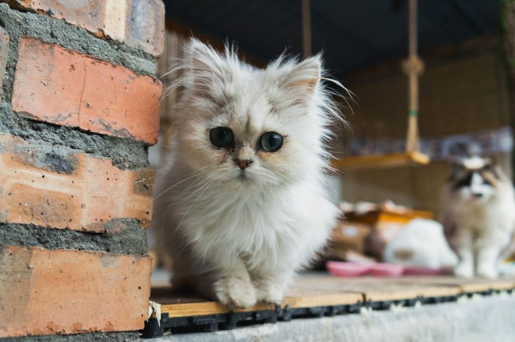 Cute fluffy kitten curiously peering by a brick wall outdoors with another cat in the background.