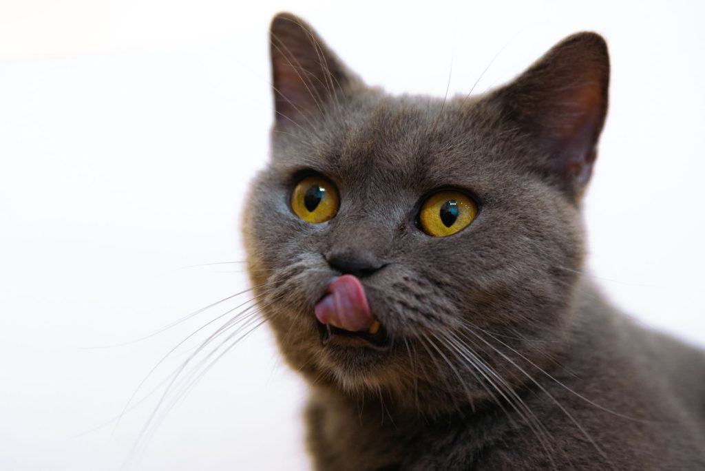 Playful British Shorthair cat licking its nose against a white background. Perfect for pet lovers.
