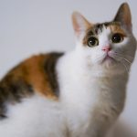 A close-up portrait of a cute calico cat with vivid eyes and soft fur, perfect for animal lovers.