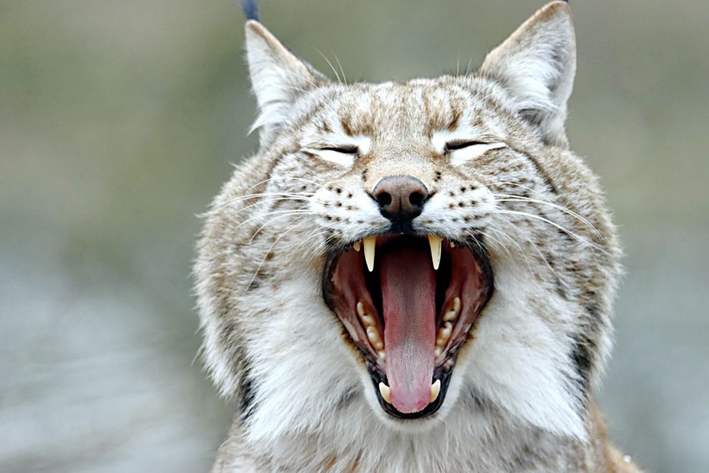 Captivating close-up of a yawning lynx in the wild, showcasing prominent fangs.