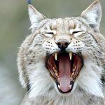 Captivating close-up of a yawning lynx in the wild, showcasing prominent fangs.