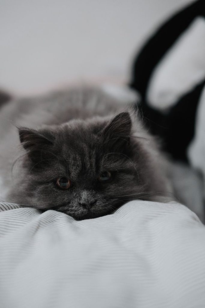 A serene gray longhair cat relaxing on a white bed, ideal for cat lovers.