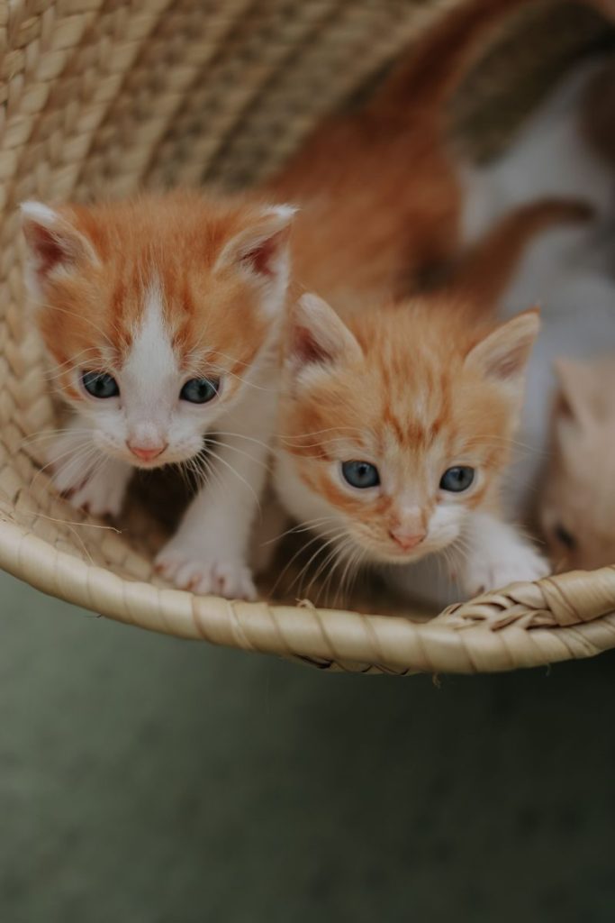 Cute orange kittens playfully sitting in a straw basket, indoors.