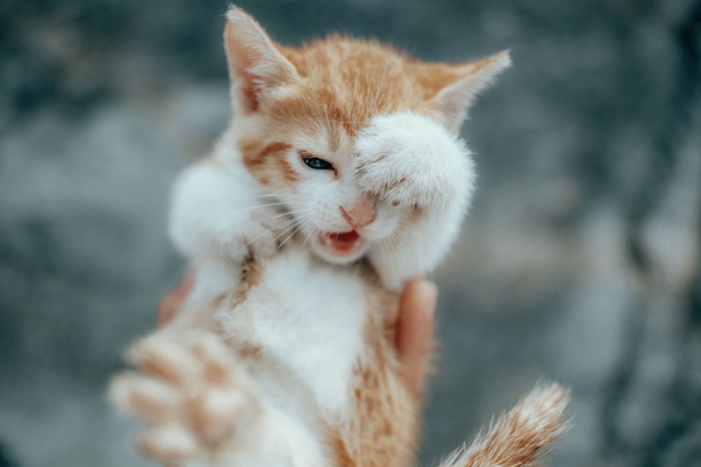 A playful white and orange kitten adorably covering its eye with a paw in a close-up shot.