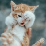 A playful white and orange kitten adorably covering its eye with a paw in a close-up shot.