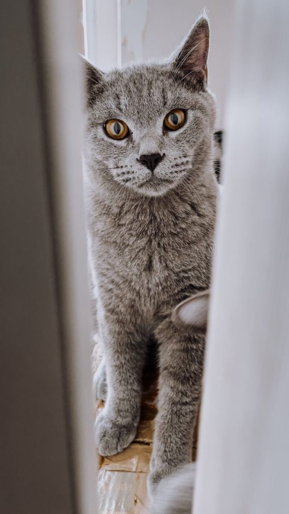 A cute grey cat with bright eyes curiously looking through a window indoors.