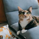 A calico cat lounging on a cushion in a cozy indoor setting.