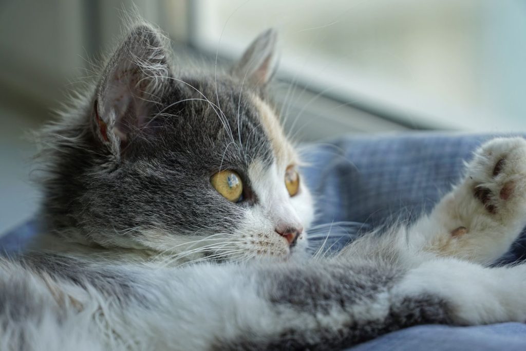 Adorable gray kitten lounging by the window, enjoying a sunny day indoors.